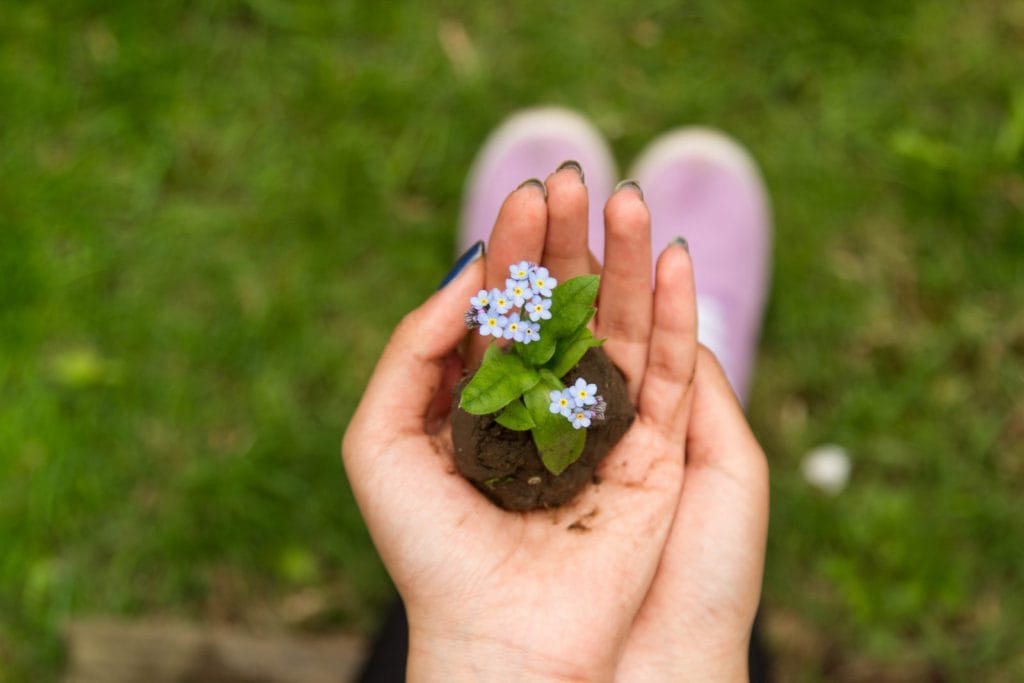 Forget me not