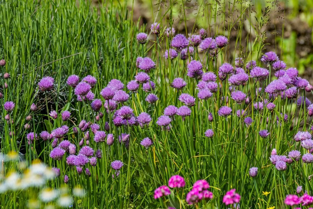Herbs