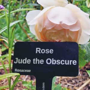 Scented Rose by David Austin Ausjo, Jude the Obscure - laser engraved aluminium plant label from Hardy Labels. Bespoke labels that las