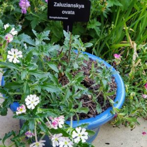 Zaluzianskya, Night Scented Phlox in a Turquoise pot - laser engraved aluminium plant label from Hardy Labels. Bespoke labels that last.