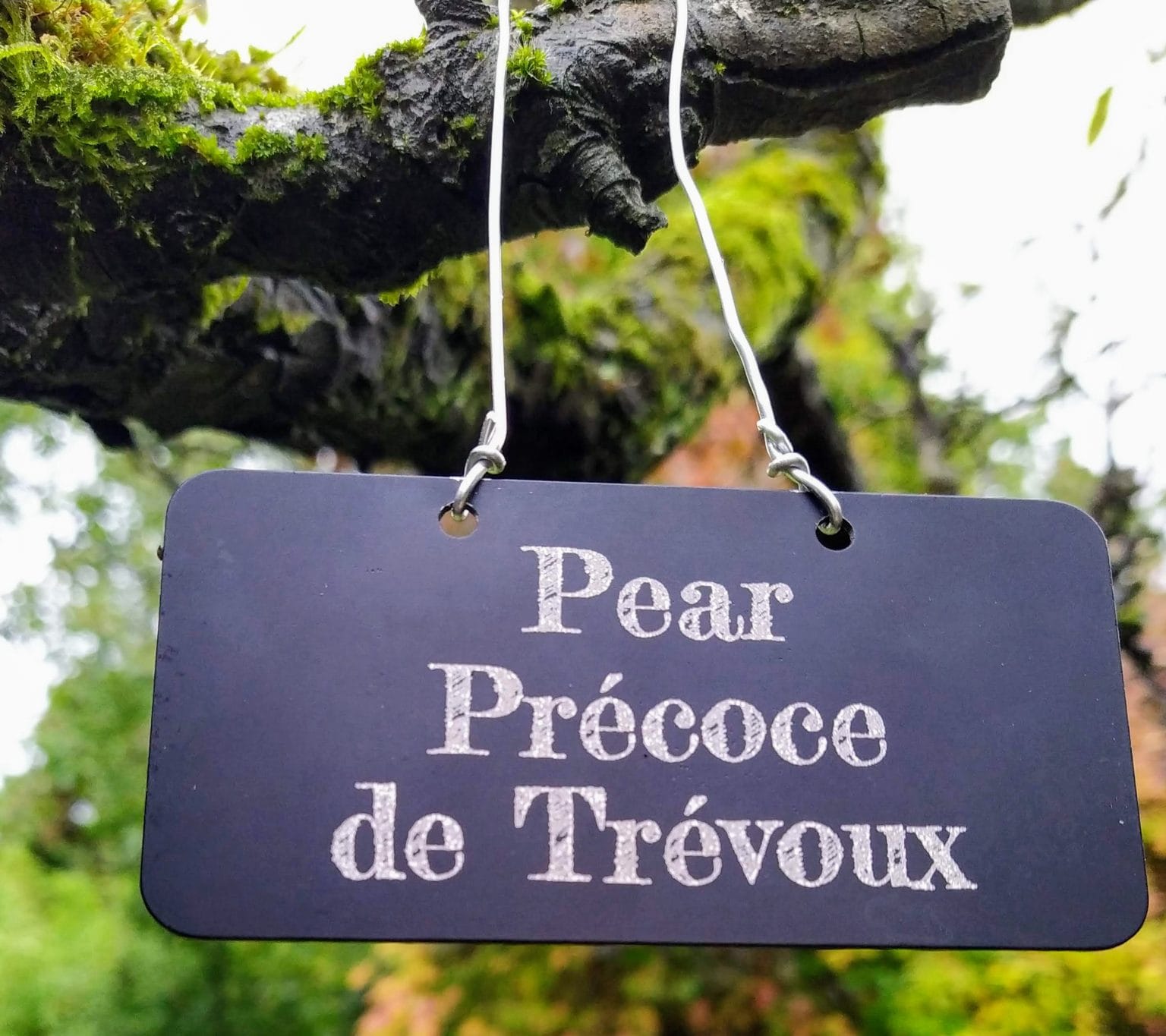Engraved aluminium plant label - garden style - Hardy Labels